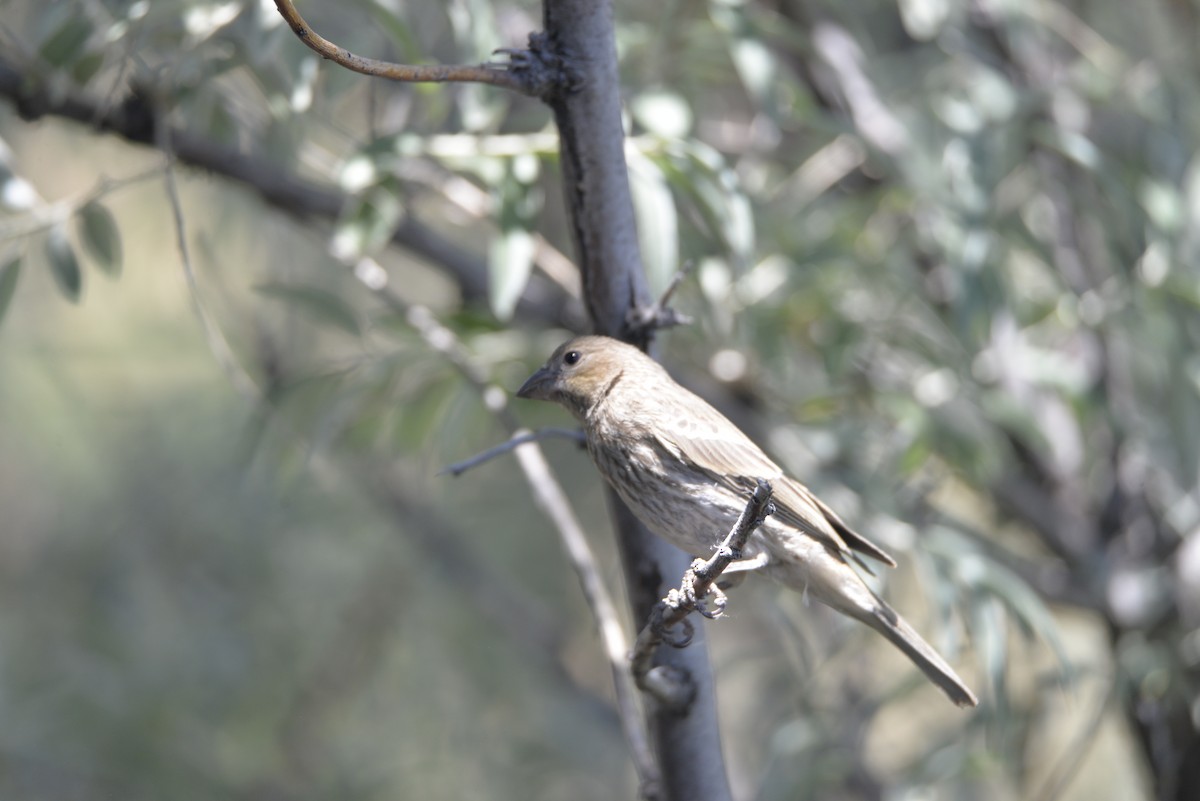 House Finch - Klaus Bielefeldt