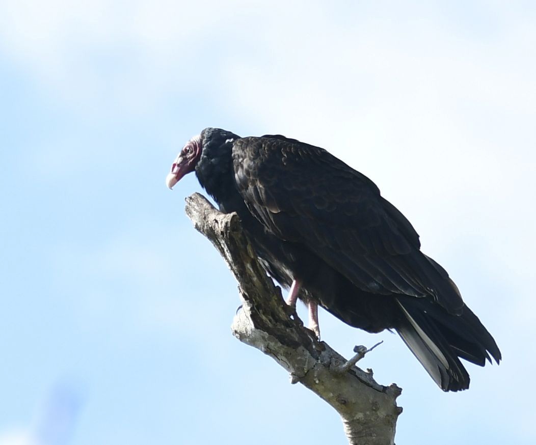 Turkey Vulture - ML594700271