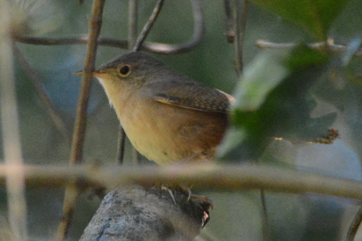 House Wren - ML594701591