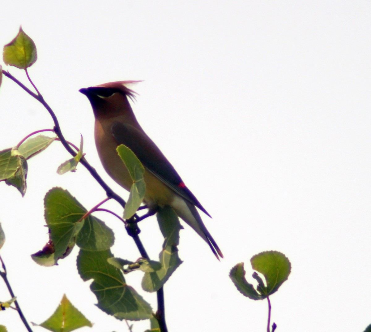 Cedar Waxwing - ML594702301