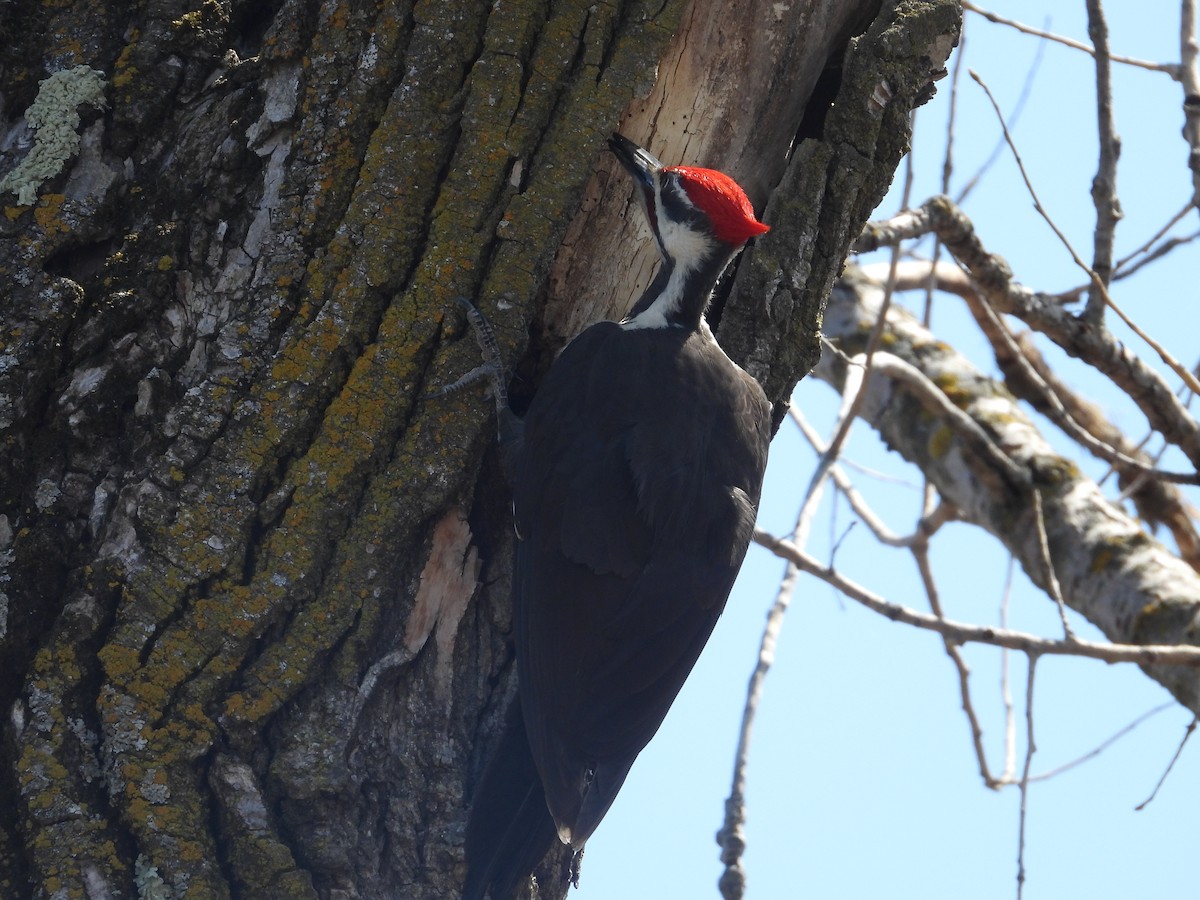 Pileated Woodpecker - ML594702411