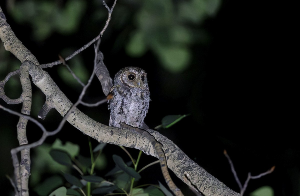 Flammulated Owl - Timo Mitzen