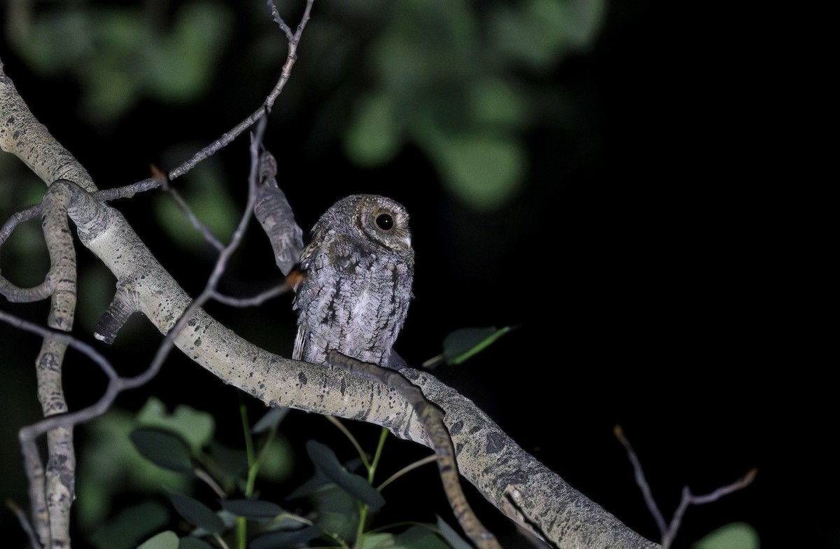 Flammulated Owl - Timo Mitzen