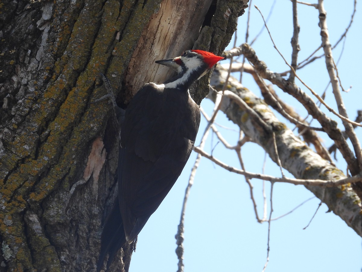 Pileated Woodpecker - ML594702481