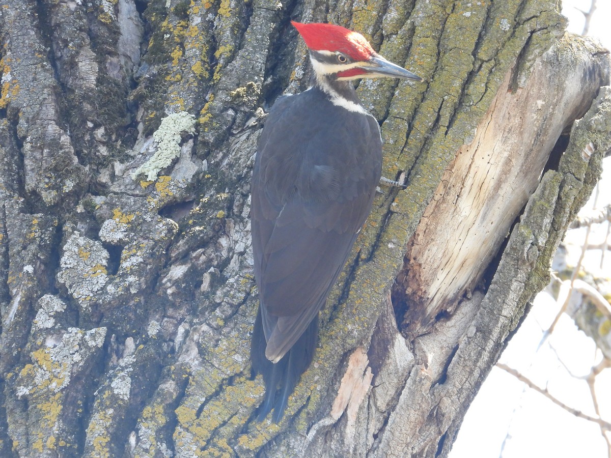 Pileated Woodpecker - ML594702531