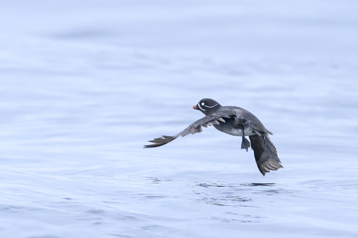 Whiskered Auklet - Nancy Maciolek Blake