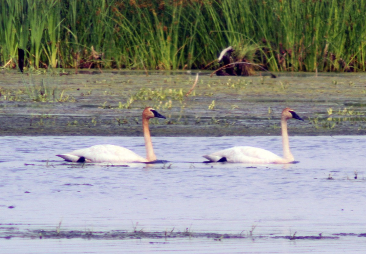 Cisne Trompetero - ML594702641