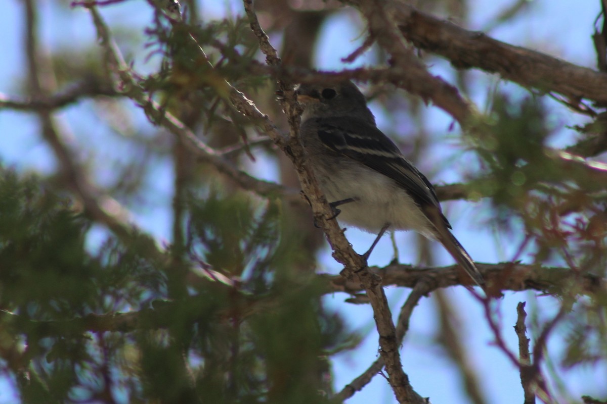 Gray Flycatcher - ML594703111