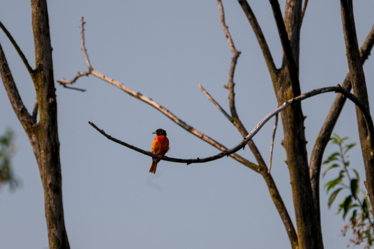 trupiál baltimorský - ML594704121