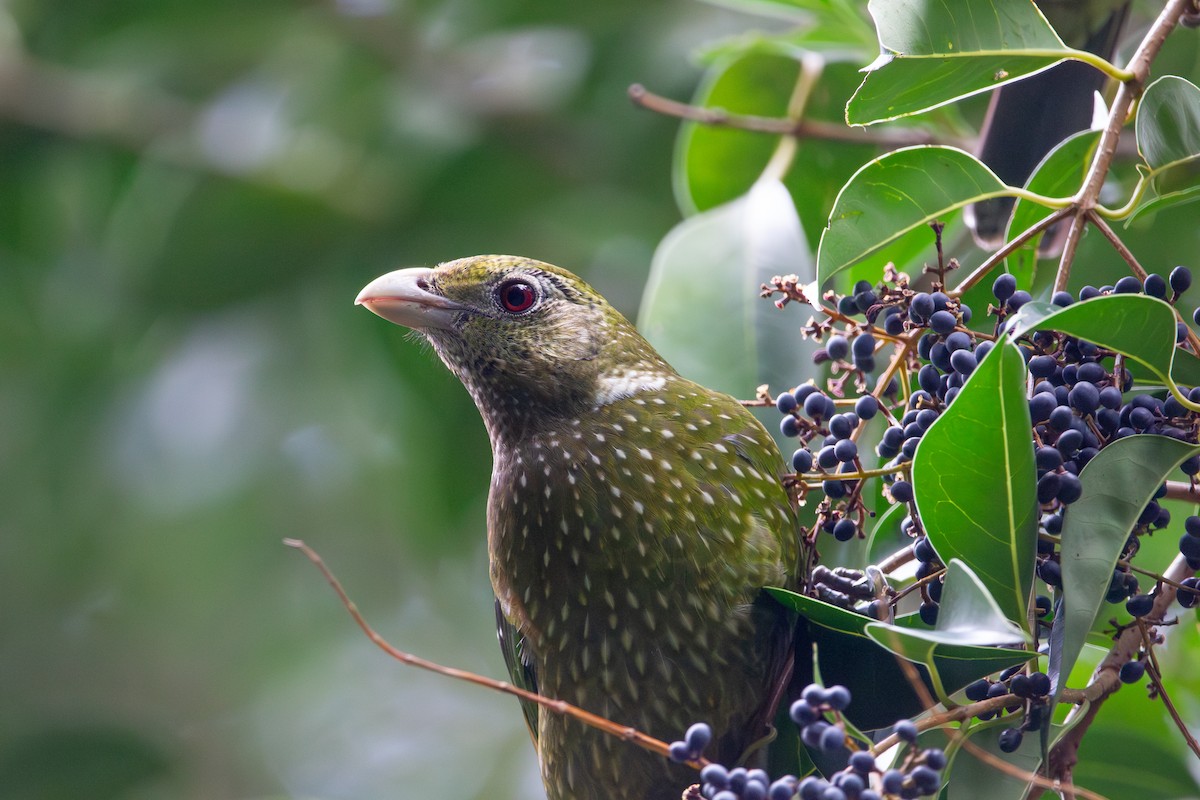 Green Catbird - ML594704961