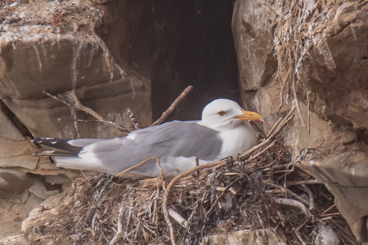 Gaviota Argéntea - ML594706541