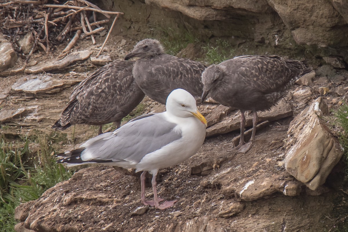 Gaviota Argéntea - ML594706561