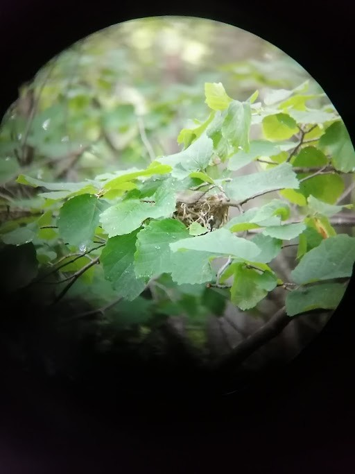 Red-eyed Vireo - Thomas Davis