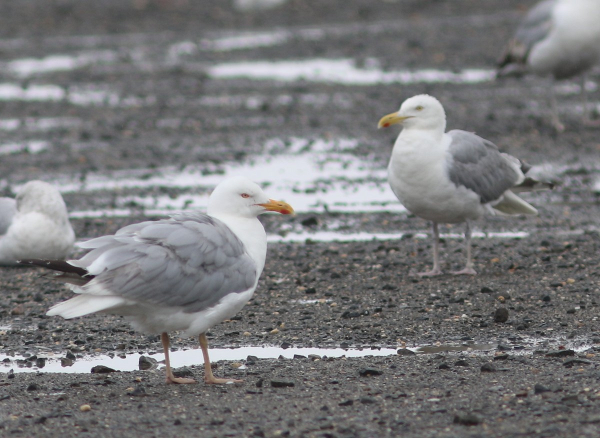 Herring Gull (American) - ML594708611