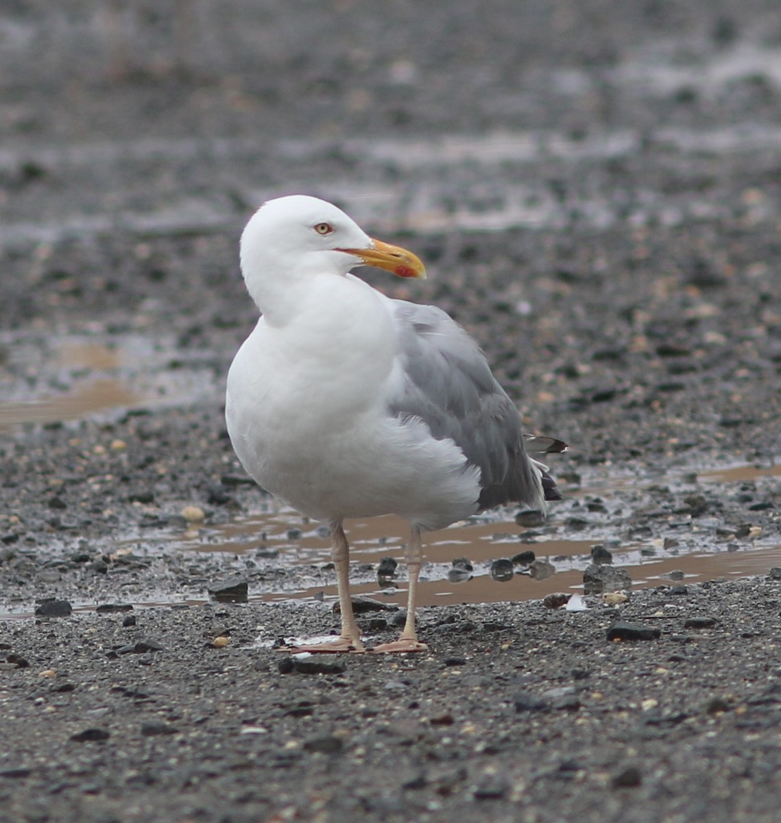 Herring Gull (American) - ML594708621