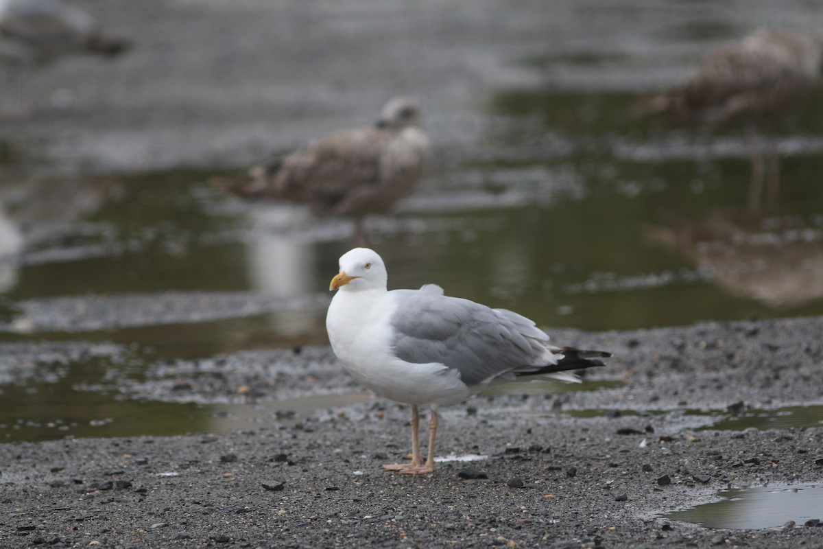 Herring Gull - Doug Hockenbury