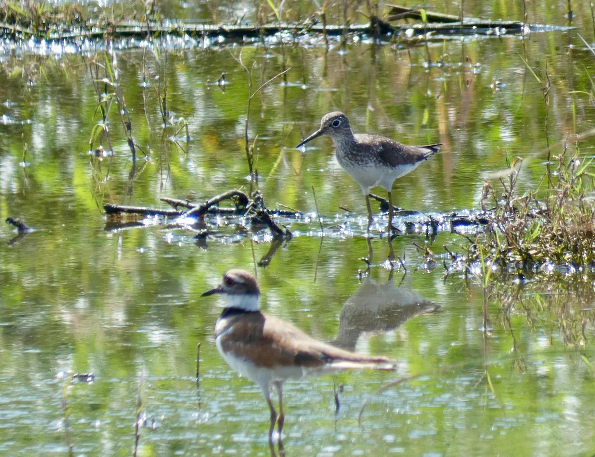 Solitary Sandpiper - ML594709551