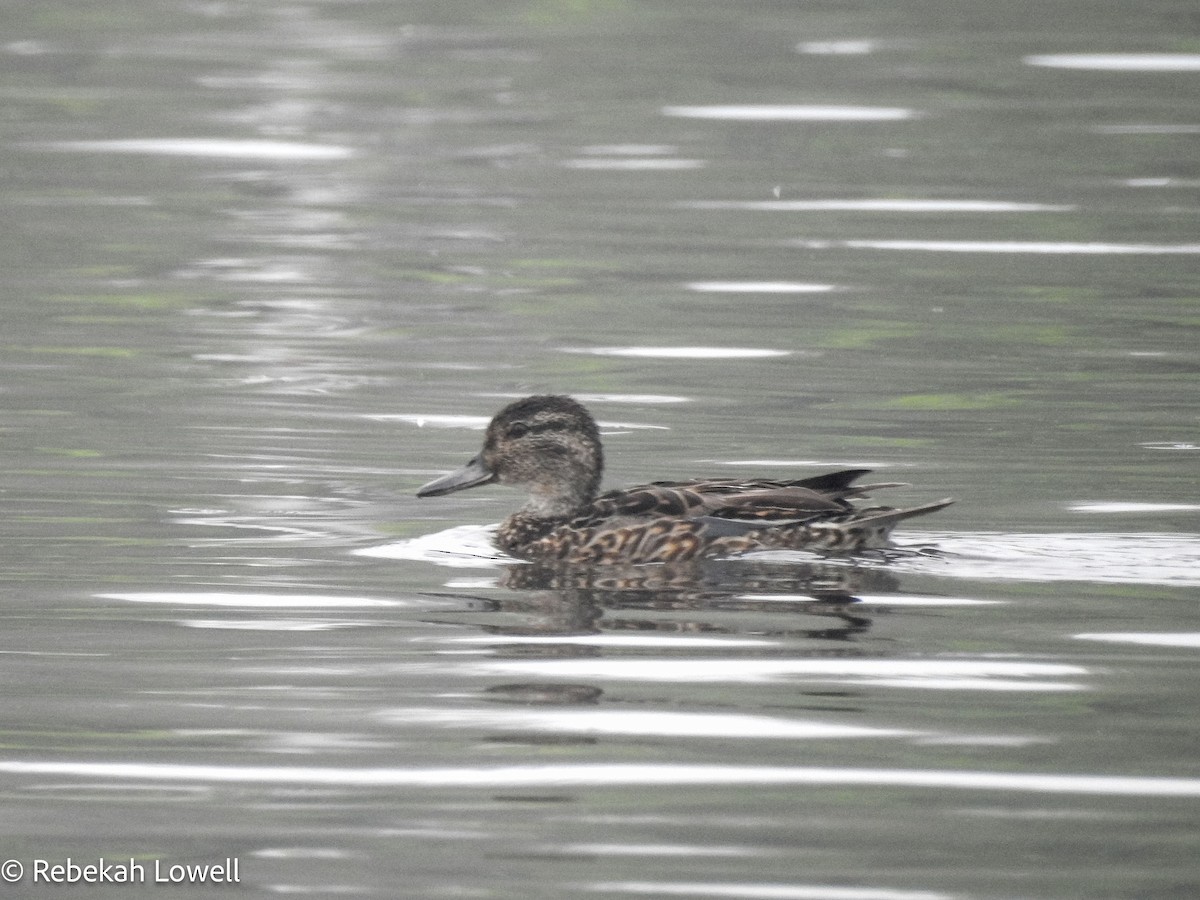 Green-winged Teal - ML594709651