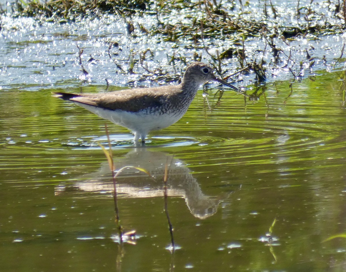 Solitary Sandpiper - ML594709681