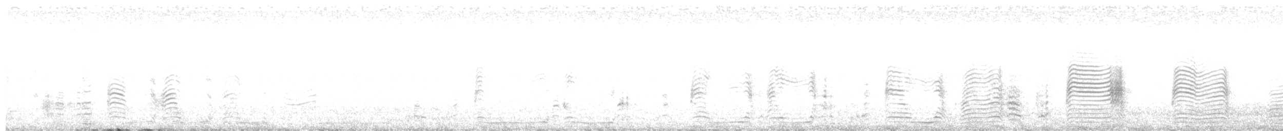 Буревісник cередземноморський (підвид borealis) - ML594710931