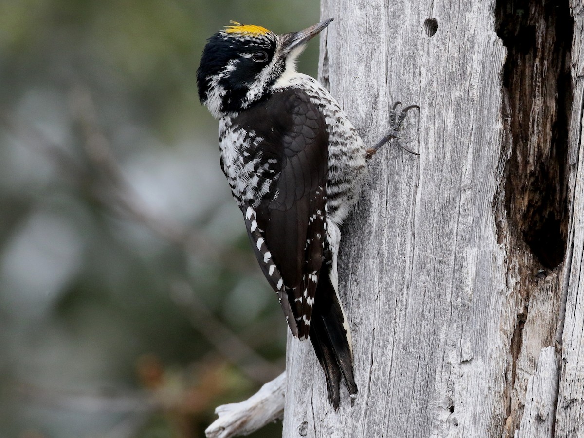 American Three-toed Woodpecker (Northwest) - ML59471221