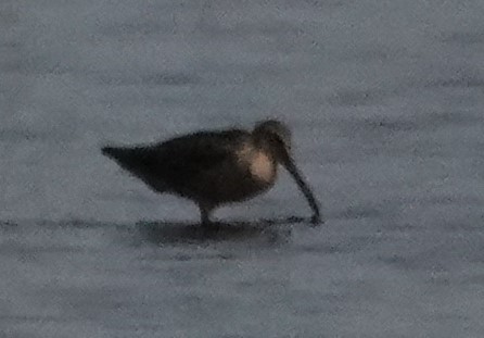 Short-billed Dowitcher - ML594712651