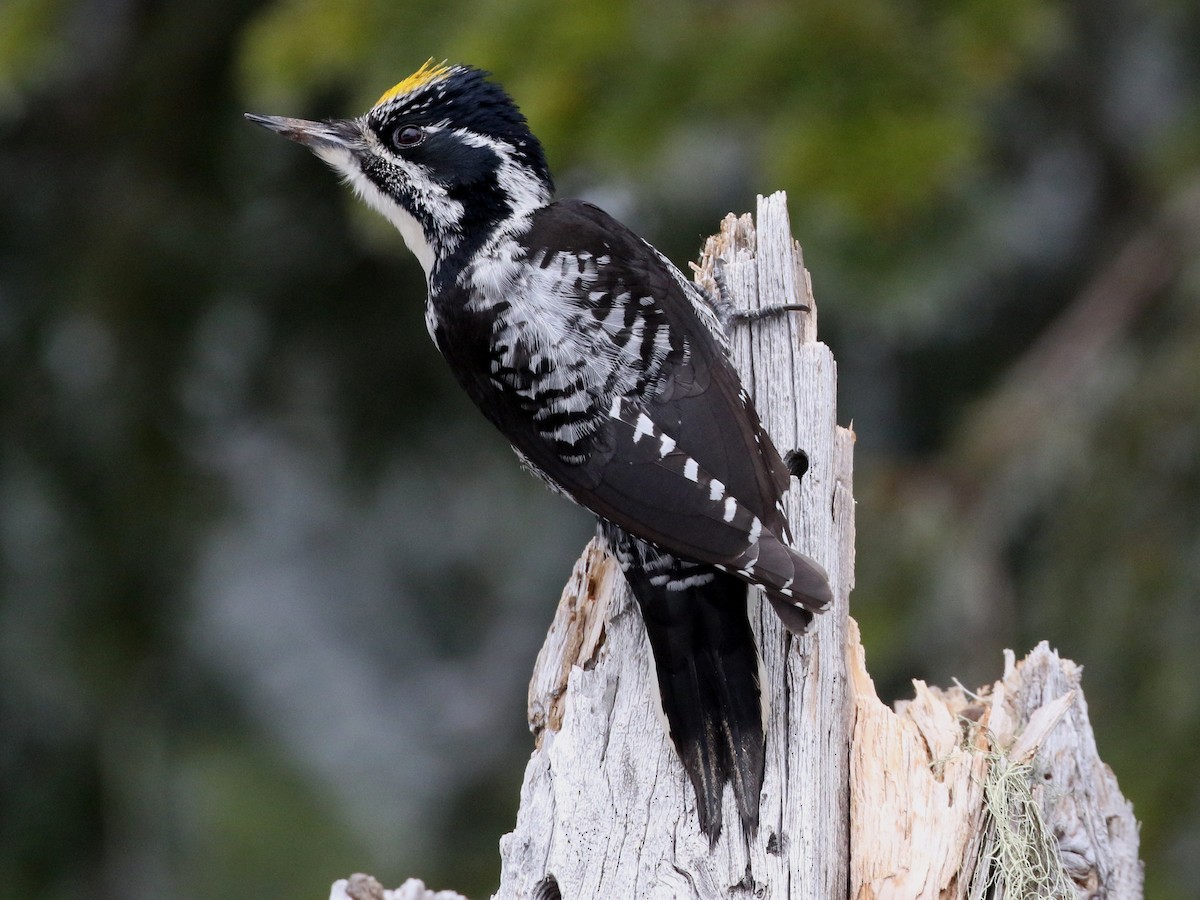 American Three-toed Woodpecker (Northwest) - ML59471491