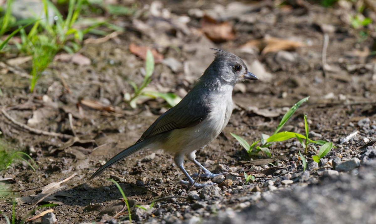 Tufted Titmouse - ML594715311