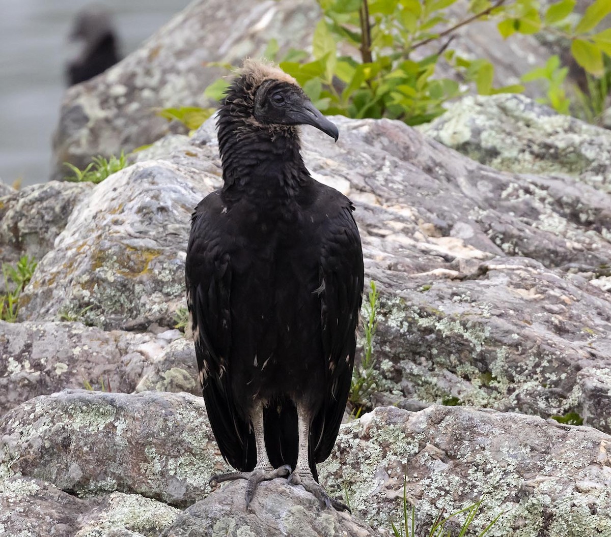 Black Vulture - Janis Stone