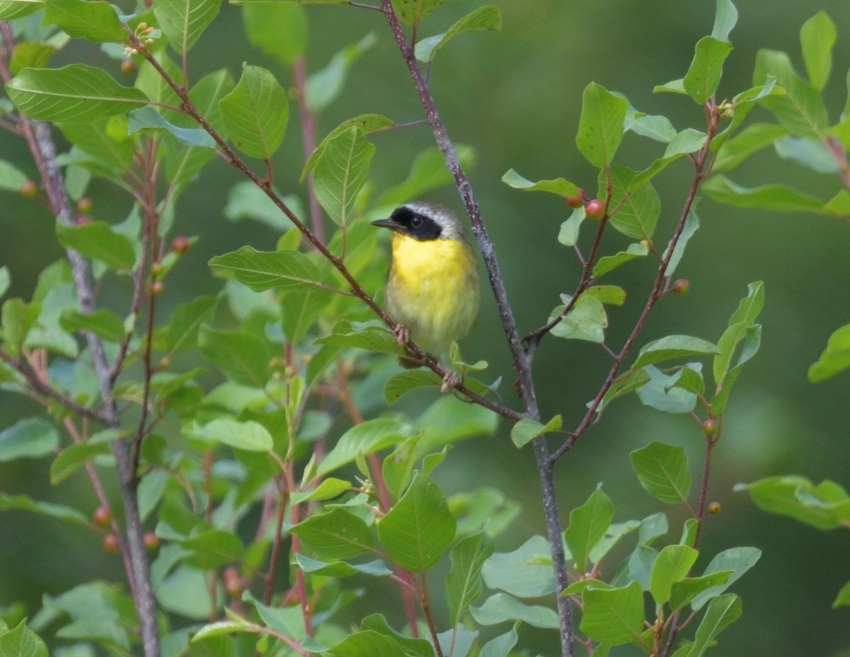 Common Yellowthroat - ML594715891