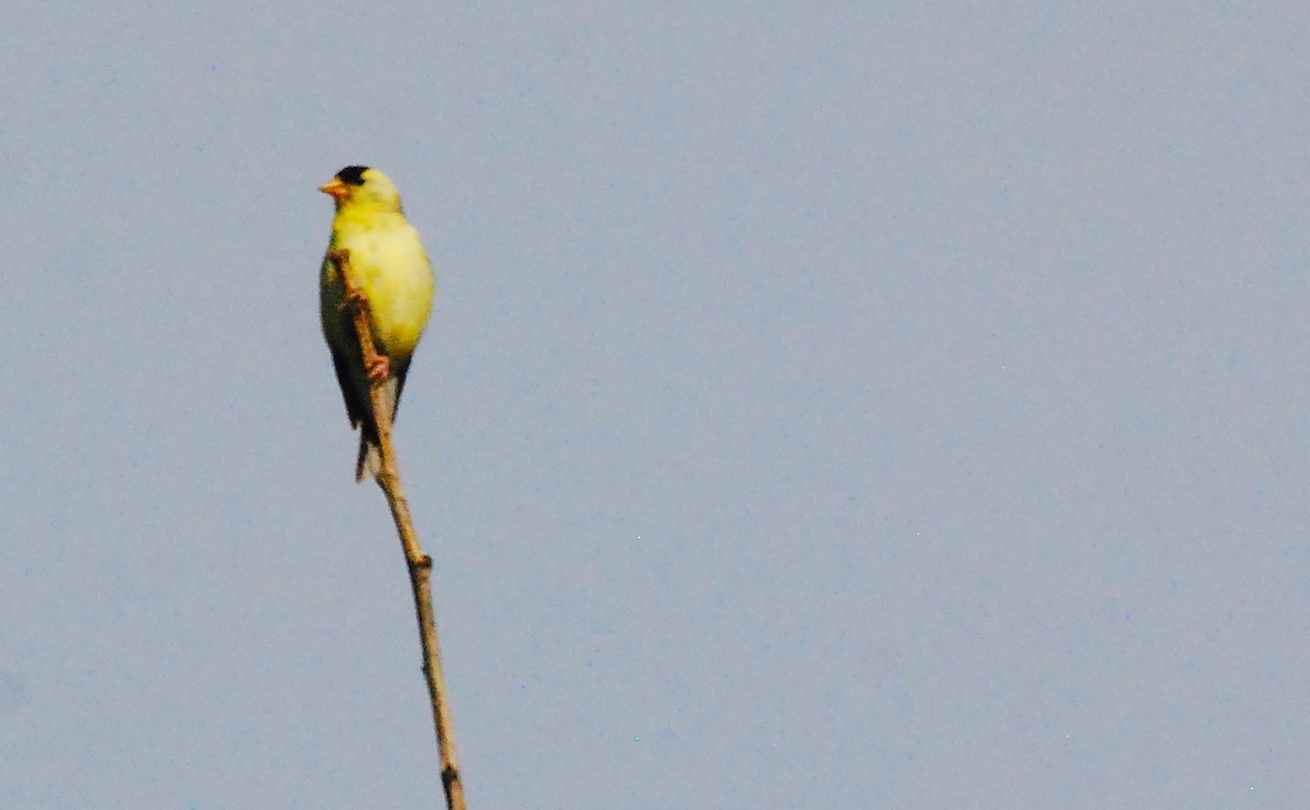 American Goldfinch - Max Thayer