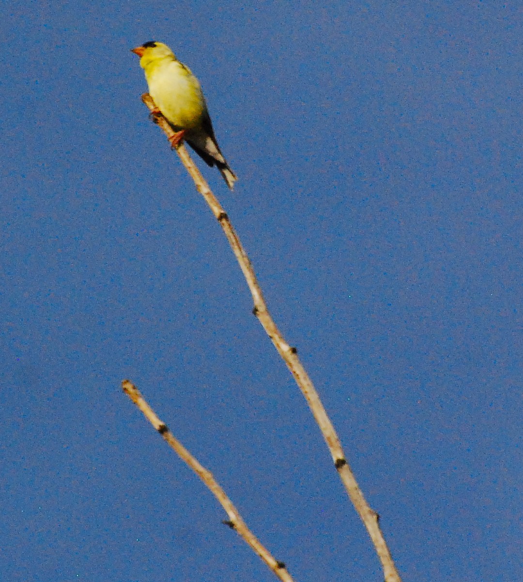 American Goldfinch - Max Thayer