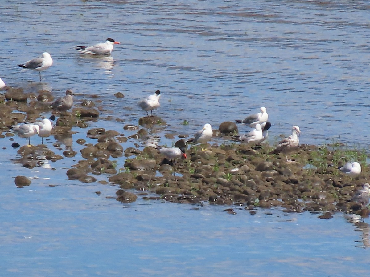 Caspian Tern - ML594717621