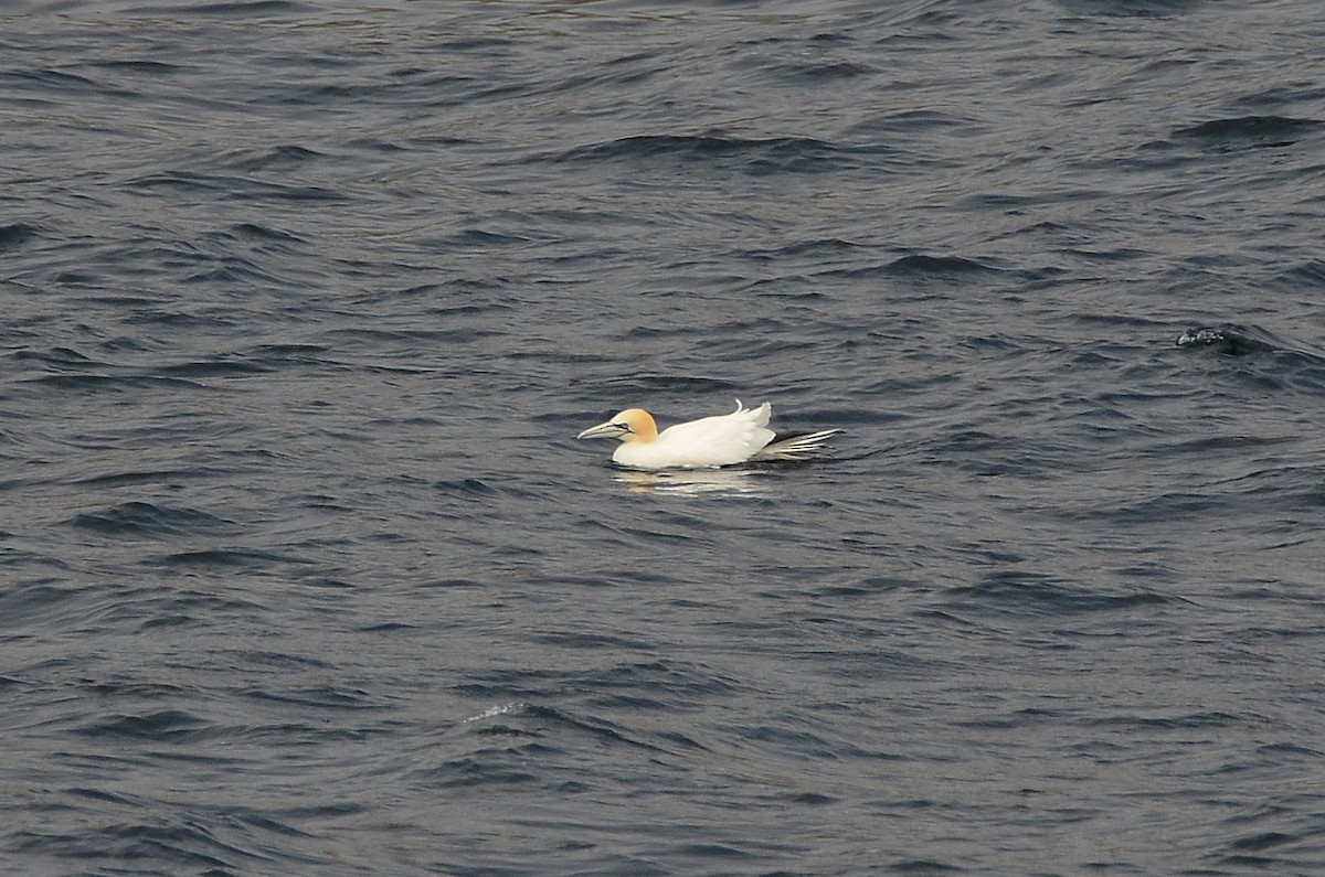 Northern Gannet - ML594717771