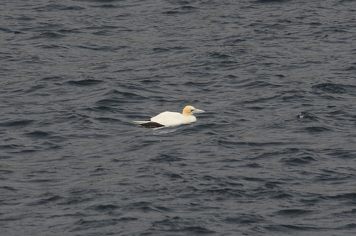 Northern Gannet - ML594717781