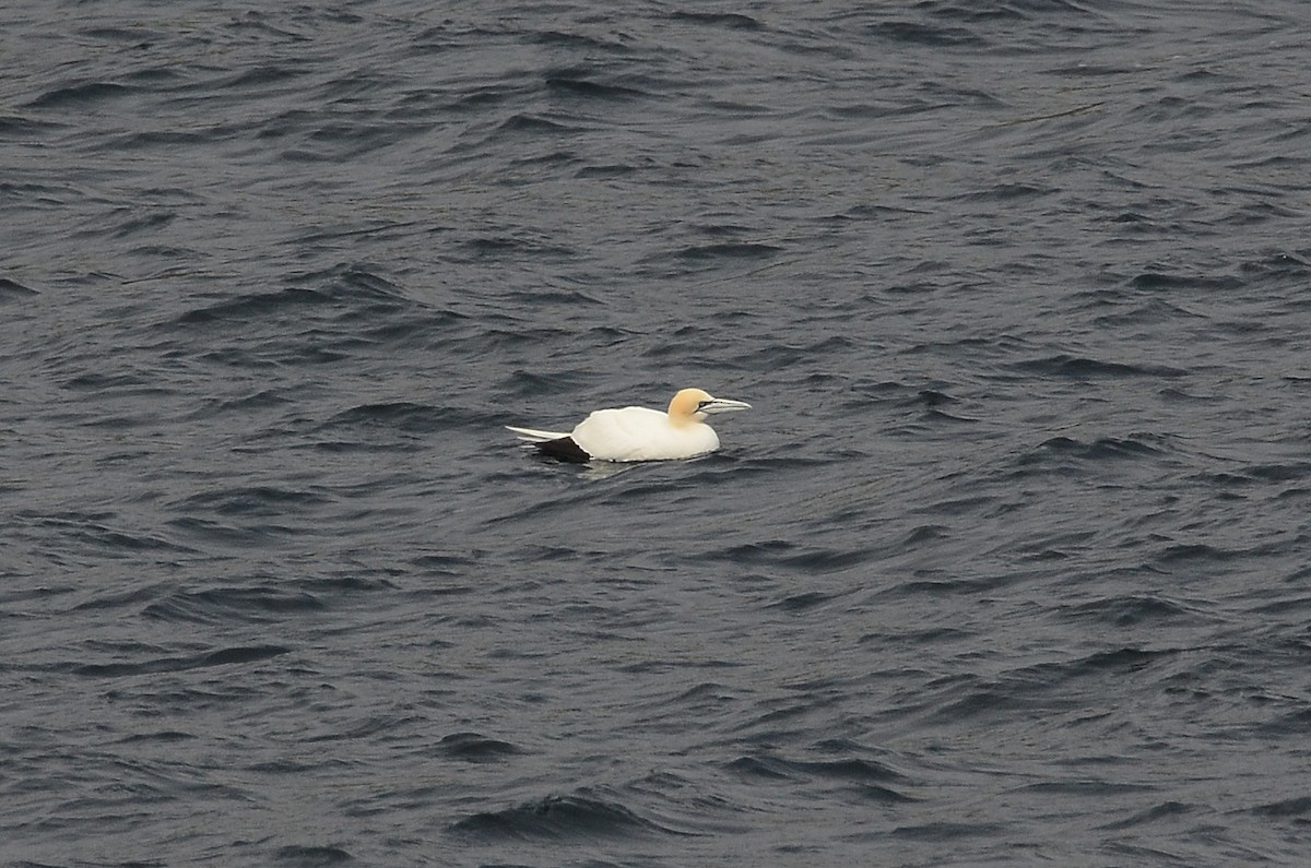 Northern Gannet - ML594717791