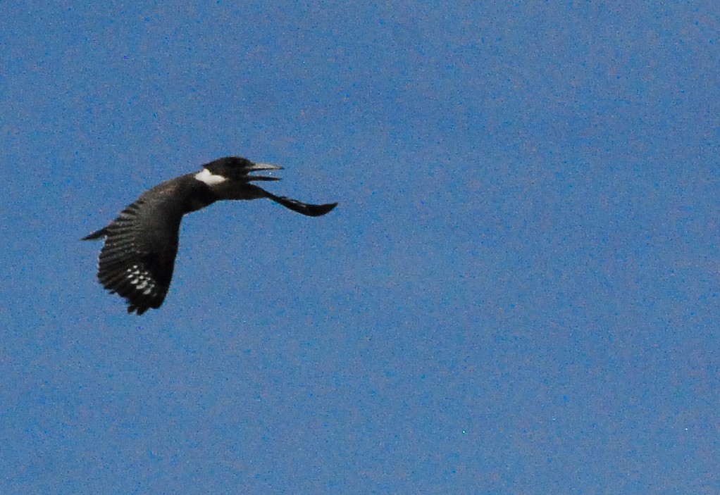 Belted Kingfisher - Max Thayer