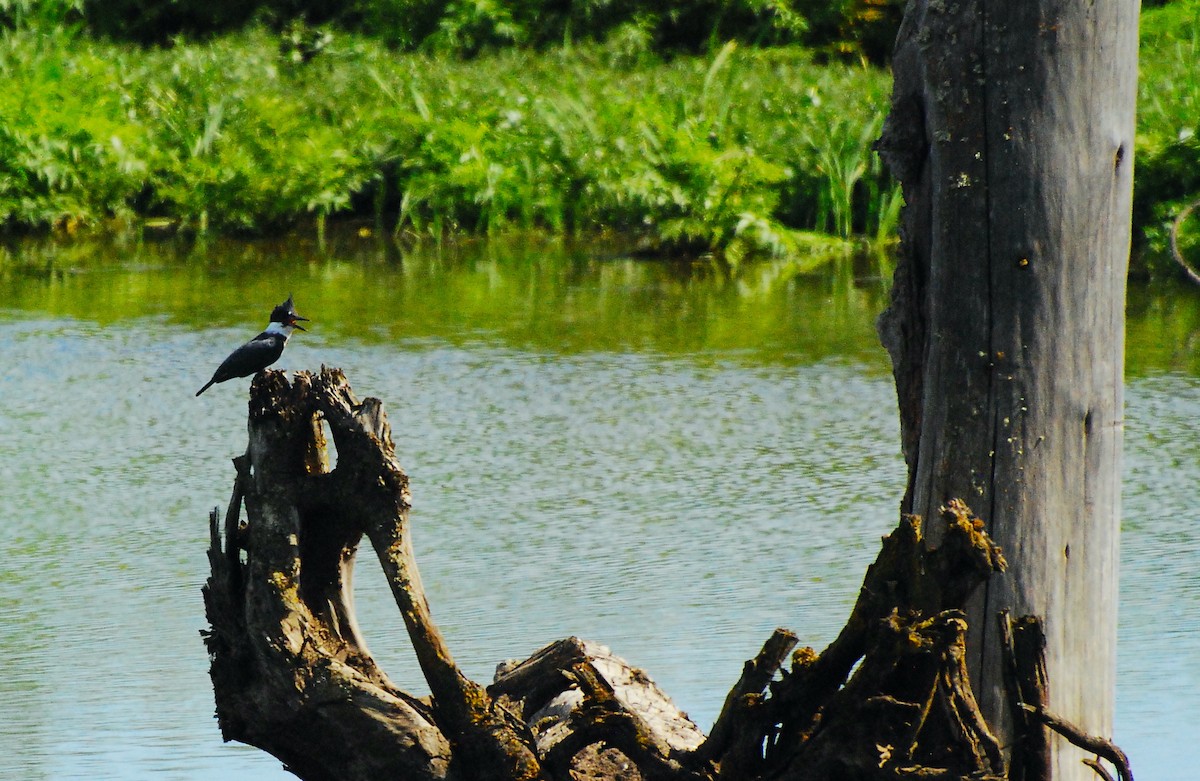 Belted Kingfisher - Max Thayer