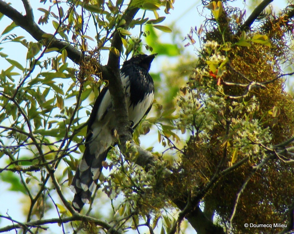 Magpie Tanager - ML59471881