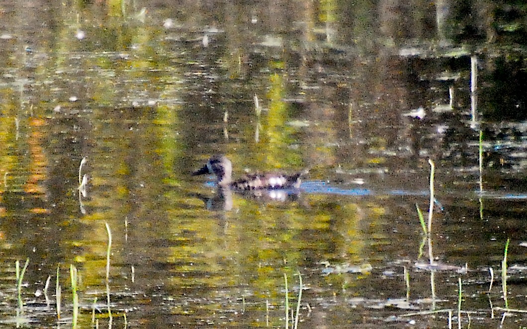Blue-winged Teal - ML594720231