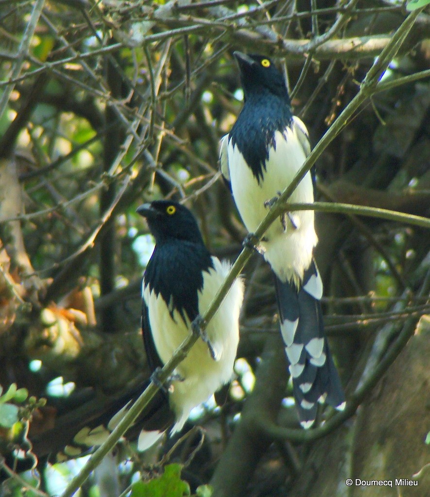 Magpie Tanager - ML59472031
