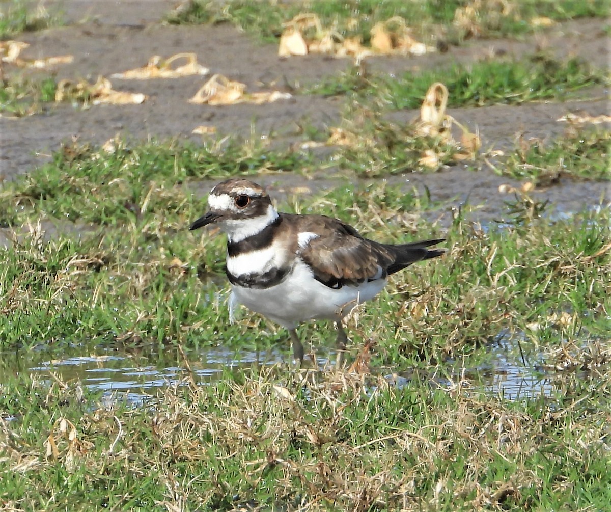 Killdeer - Joe Beck