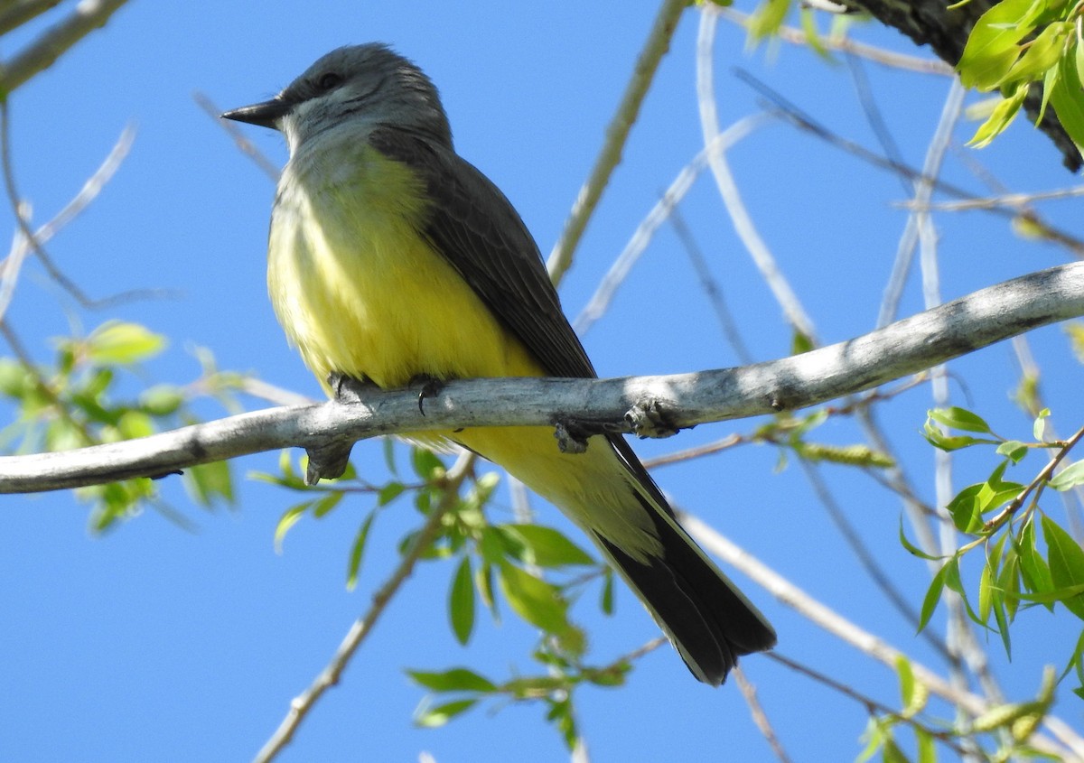 Schmalschnabel-Königstyrann - ML59472061