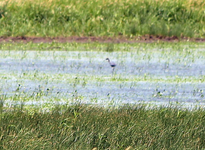 Little Blue Heron - ML594721331