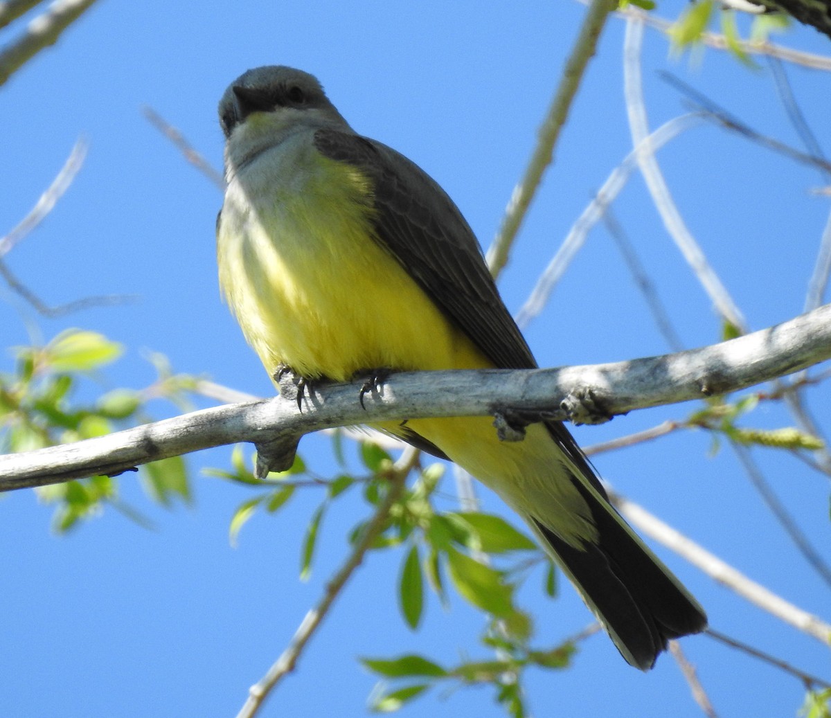 Western Kingbird - ML59472171