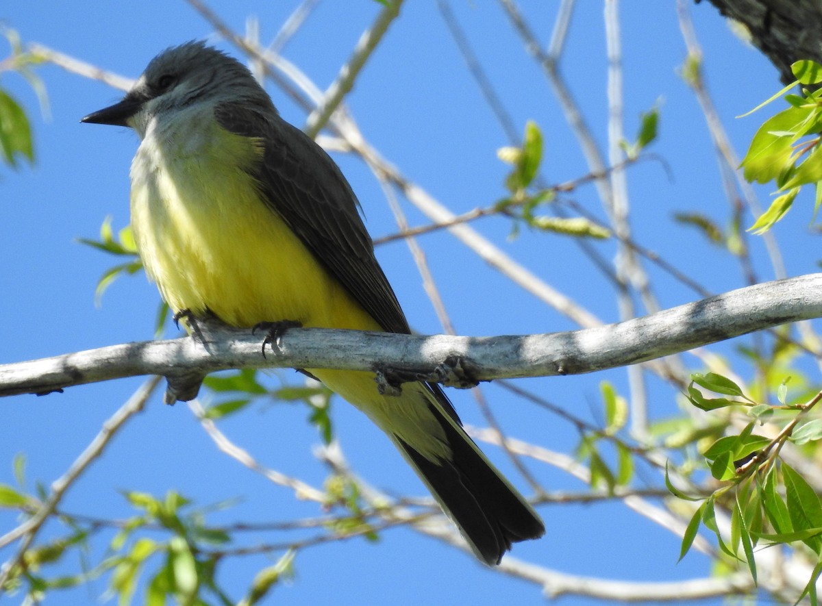 Western Kingbird - ML59472201