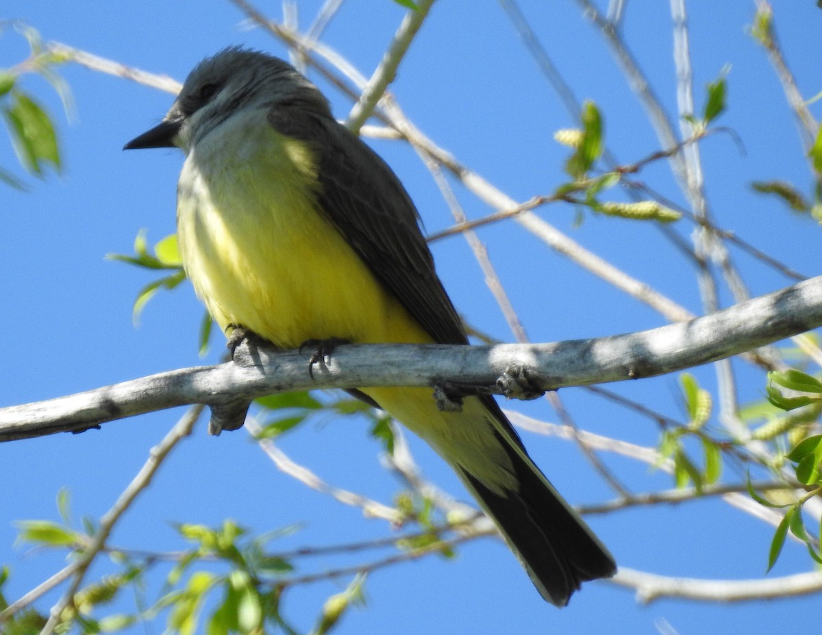 Western Kingbird - ML59472211