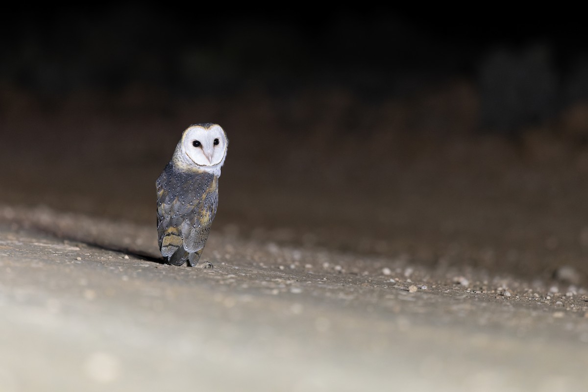 Barn Owl (Eastern) - ML594722461