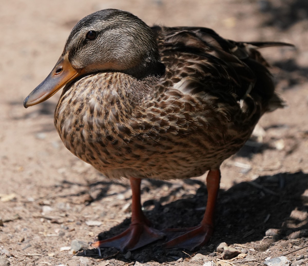 Mallard - Richard Block