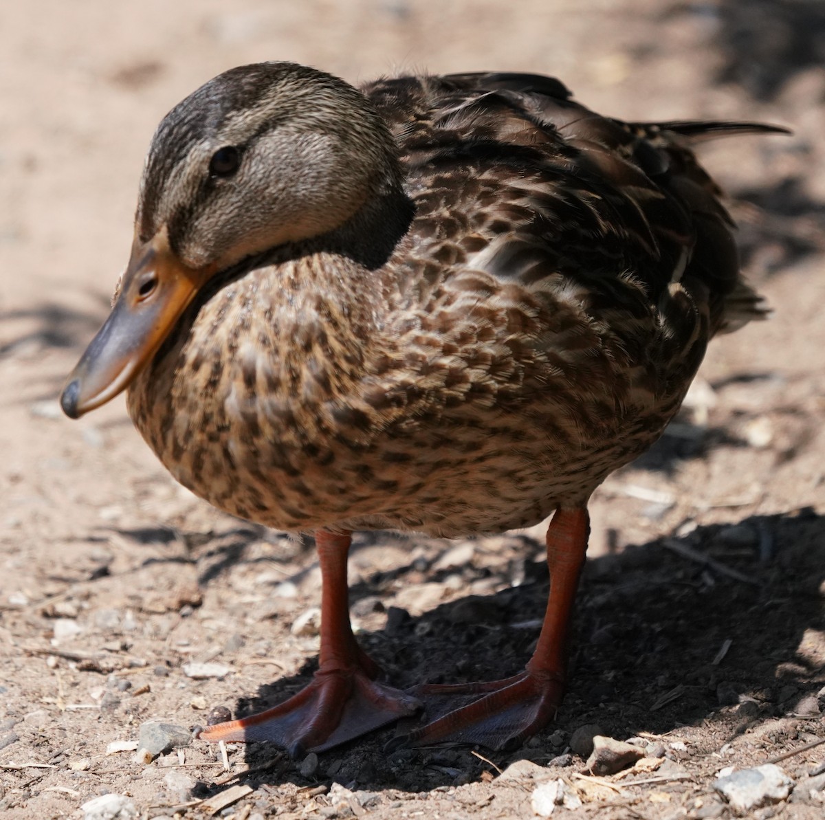 Mallard - Richard Block